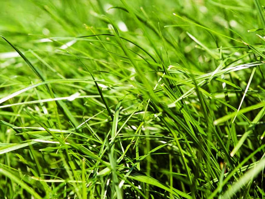 Благоустройство приусадебного участка: газонная трава в интернет-магазине «Мировой-газон»