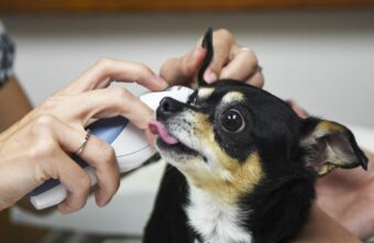 Всех домашних питомцев жителям Тверской области придётся регистрировать Всех домашних питомцев жителям Тверской области придётся регистрировать