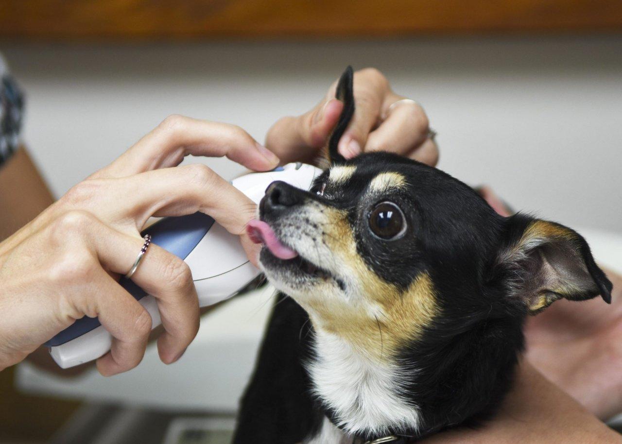 Всех домашних питомцев жителям Тверской области придётся регистрировать