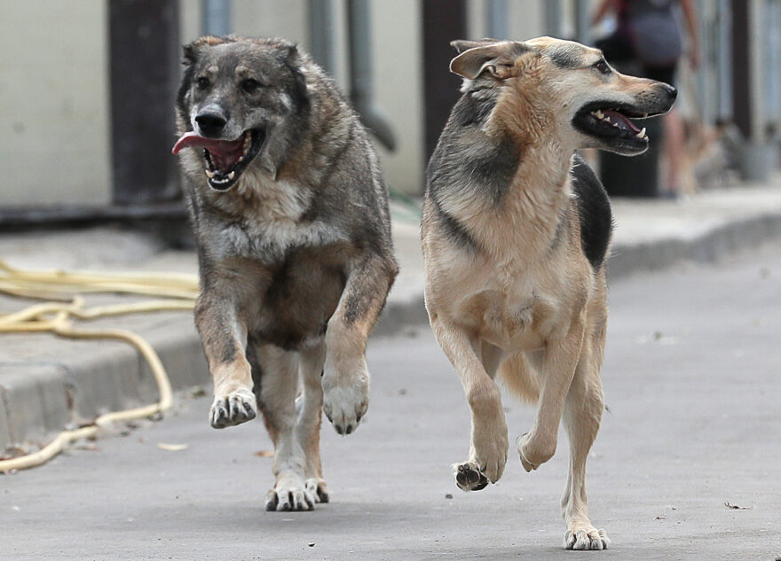 Уходите медленно и берегите шею: правила защиты от бездомных собак