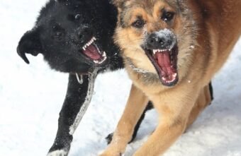 Стало известно, что станет с собаками, которые загрызли мальчика под Тверью Стало известно, что станет с собаками, которые загрызли мальчика под Тверью