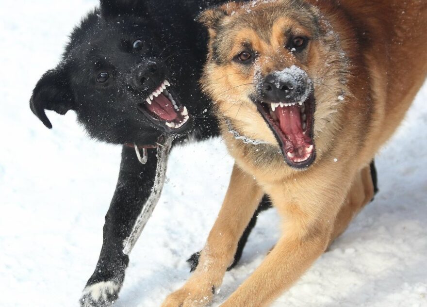 Опубликованы подробности гибели 6-летнего мальчика, которого загрызли собаки под Тверью