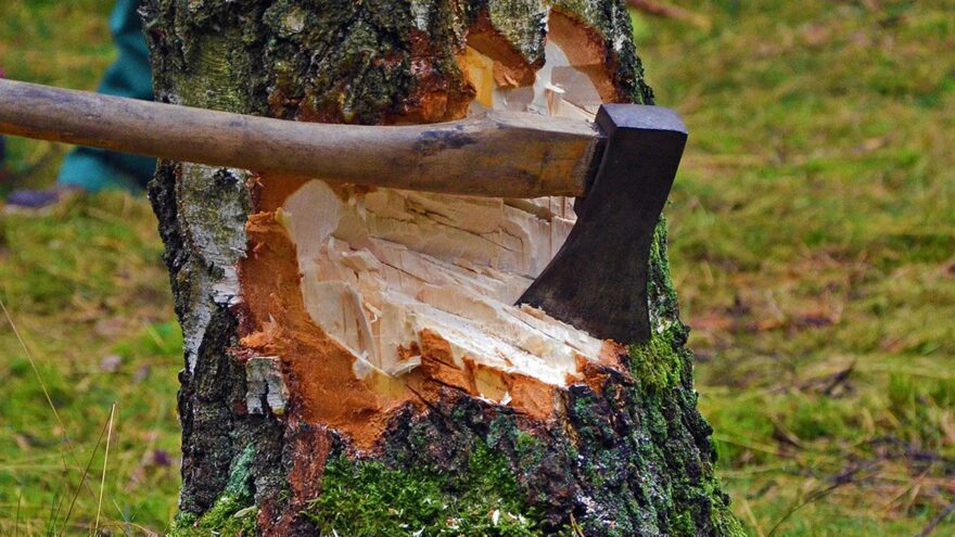 Житель Тверской области срубил больше 13 кубометров леса