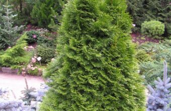 Мужчина и женщина украли дерево на кладбище в Тверской области   Мужчина и женщина украли дерево на кладбище в Тверской области