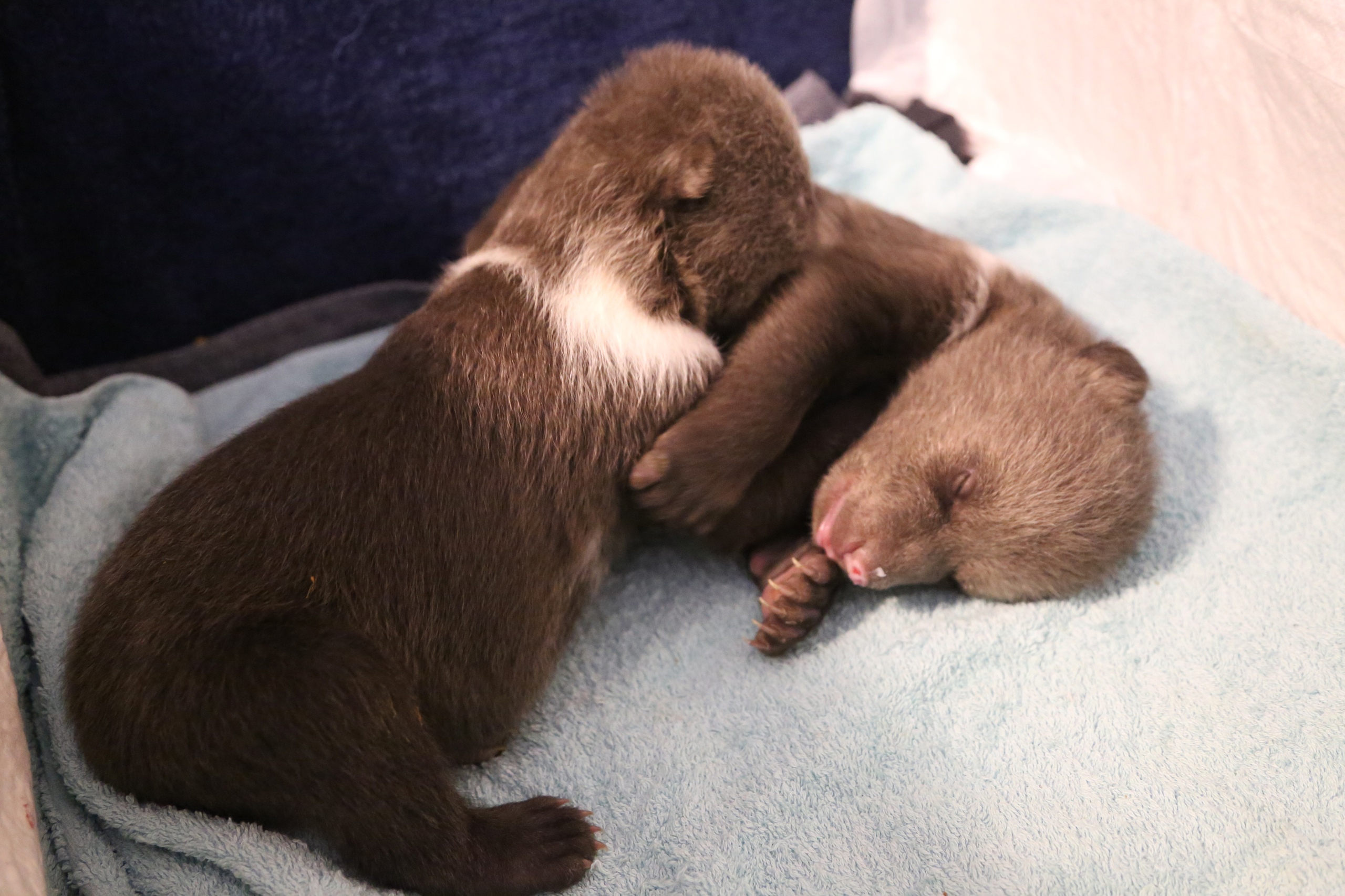 Стало известно, как назвали медвежат, которых спасают в Тверской области