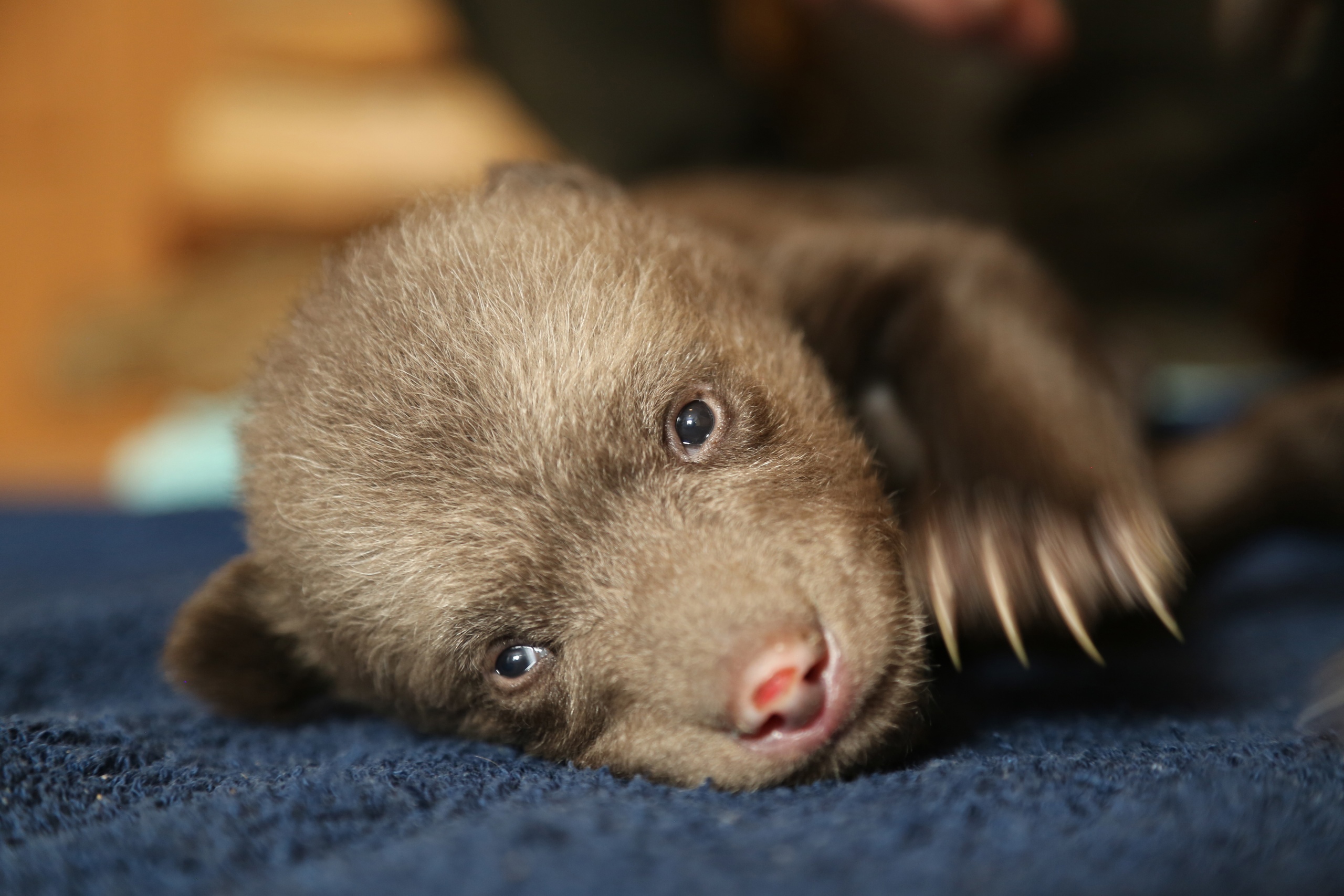 Чук и Гек устроили в Тверской области фотосессию с открытыми глазами