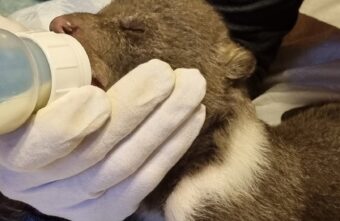 Брошенные матерью медвежата, которых спасают в Тверской области, набирают вес Брошенные матерью медвежата, которых спасают в Тверской области, набирают вес