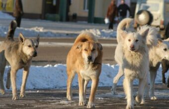 За нападение собак их хозяева и чиновники заплатят огромные штрафы За нападение собак их хозяева и чиновники заплатят огромные штрафы