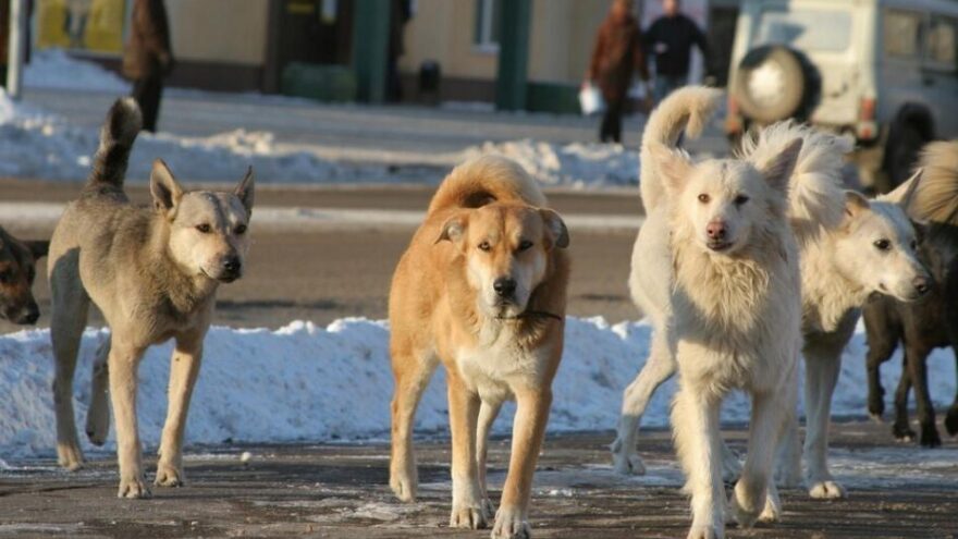 За нападение собак их хозяева и чиновники заплатят огромные штрафы  