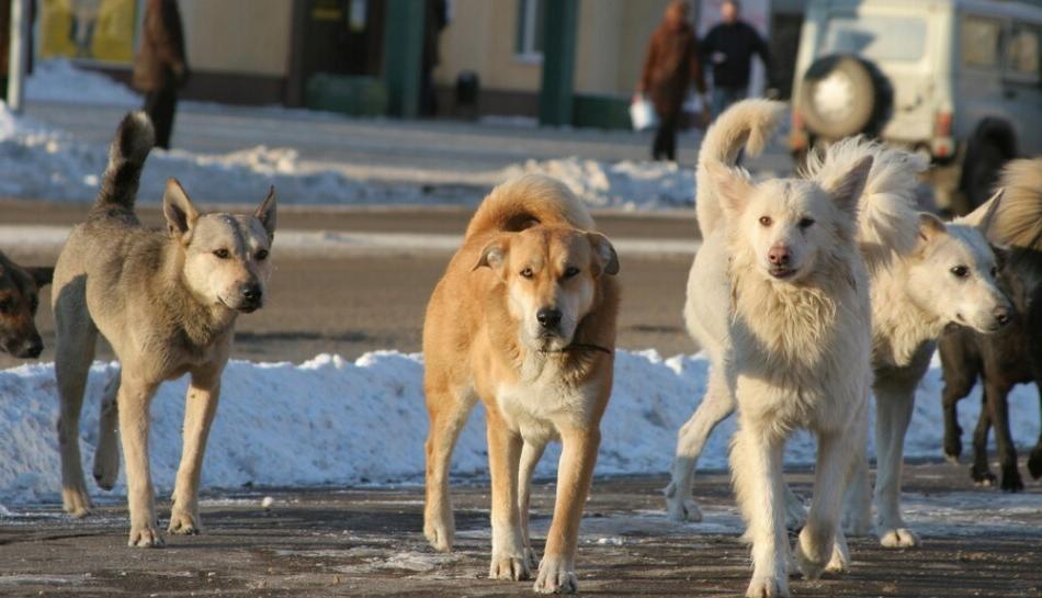 За нападение собак их хозяева и чиновники заплатят огромные штрафы  