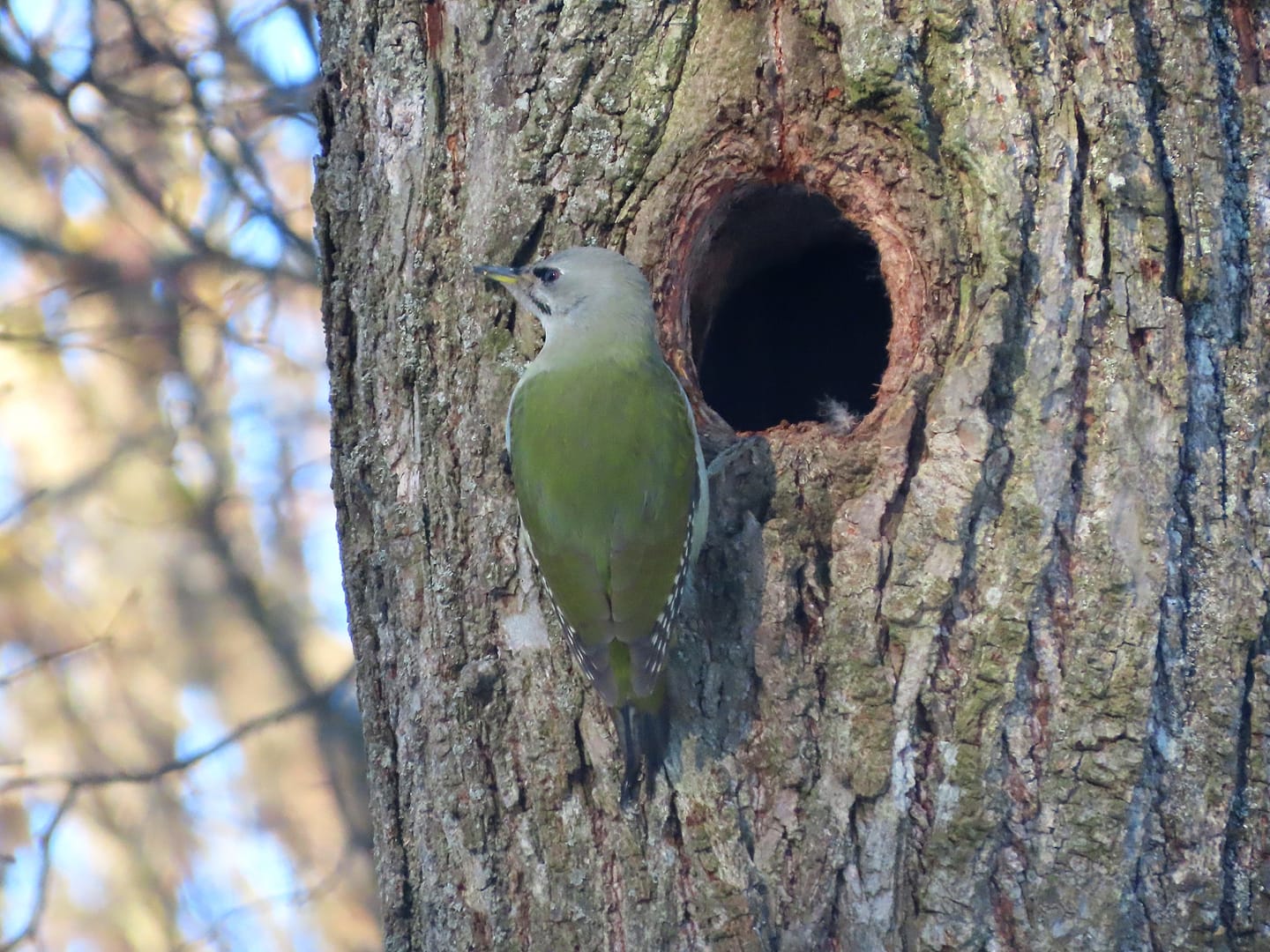 Жители Твери продолжают «охотиться» на редких седых птиц  