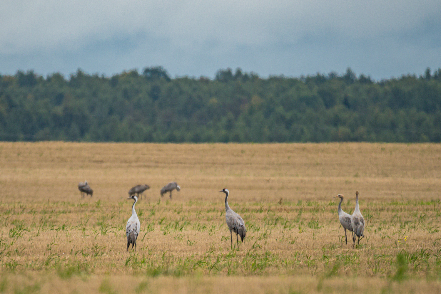 В Тверской области выпустят третье издание Красной книги