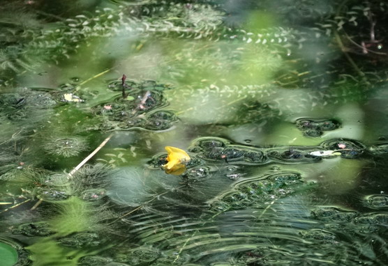 В Тверской области выпустят третье издание Красной книги