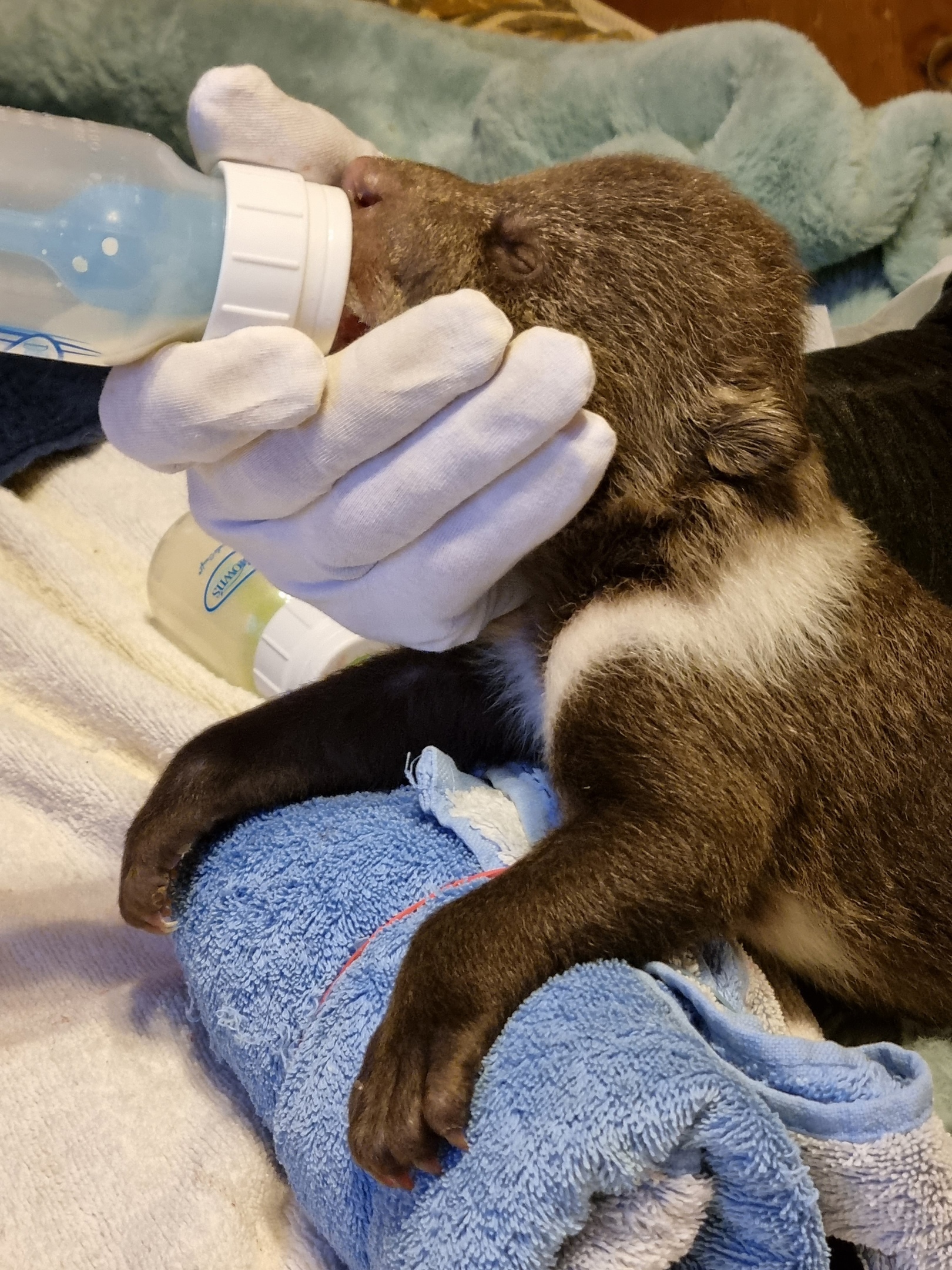 Брошенные матерью медвежата, которых спасают в Тверской области, набирают вес