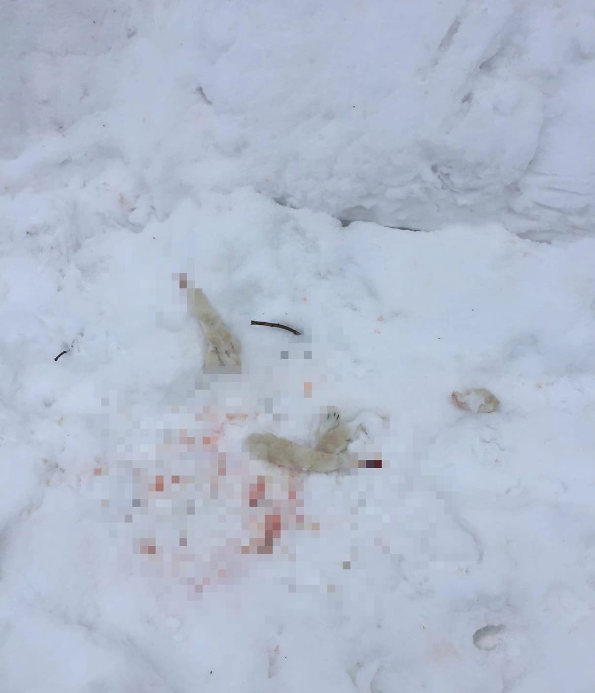 Охотники в Тверской области устроили заячий шабаш