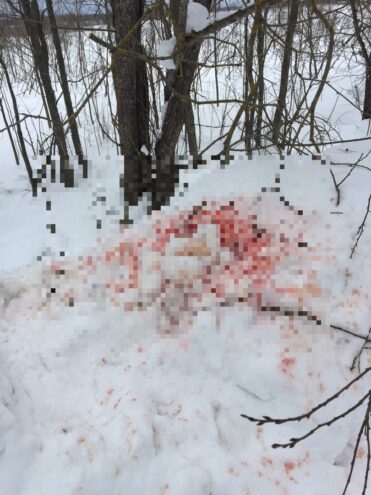 Охотники в Тверской области устроили заячий шабаш