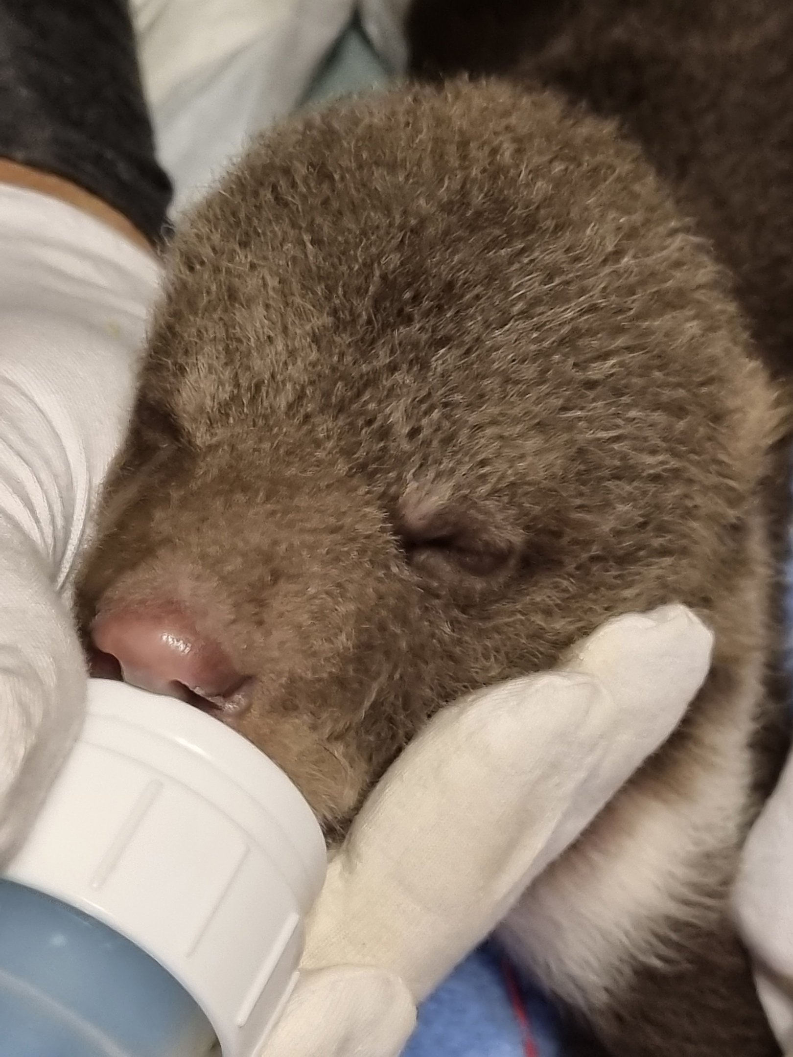 Брошенные матерью медвежата, которых спасают в Тверской области, набирают вес