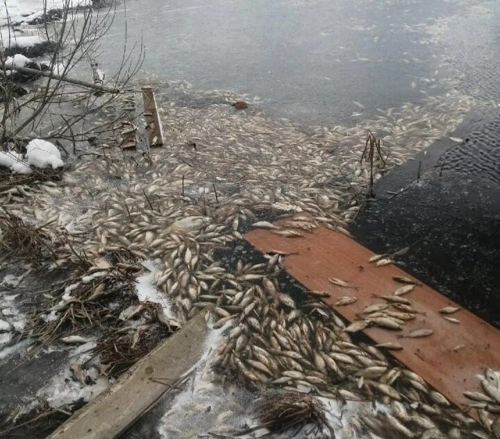 В водоёме Тверской области из-за загрязнения массово погибла рыба В водоёме Тверской области из-за загрязнения массово погибла рыба