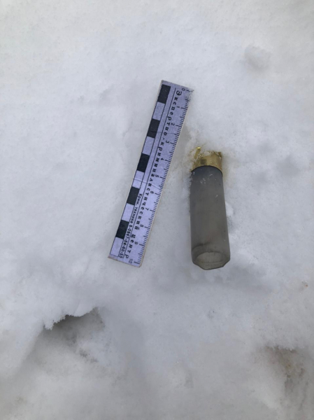 Появились подробности незаконной охоты на лося в Тверской области