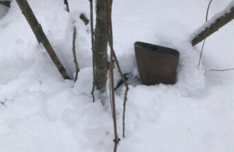 Появились подробности незаконной охоты на лося в Тверской области