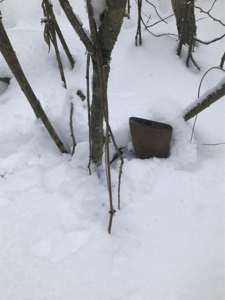 Появились подробности незаконной охоты на лося в Тверской области