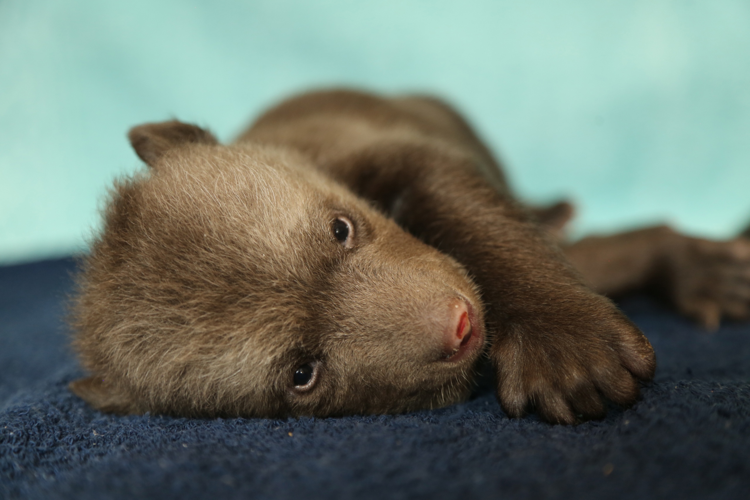 Чук и Гек устроили в Тверской области фотосессию с открытыми глазами
