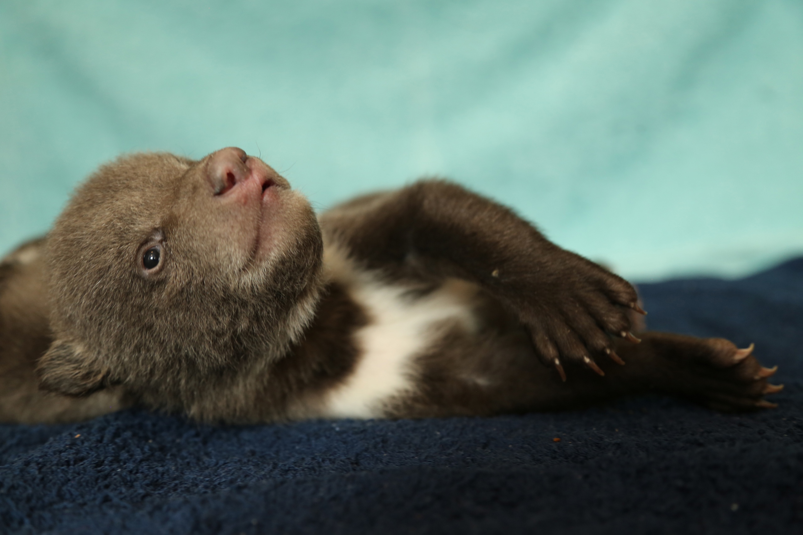 Чук и Гек устроили в Тверской области фотосессию с открытыми глазами