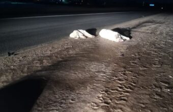 В Тверской области водитель сбил собаку с щенками и оставил их умирать