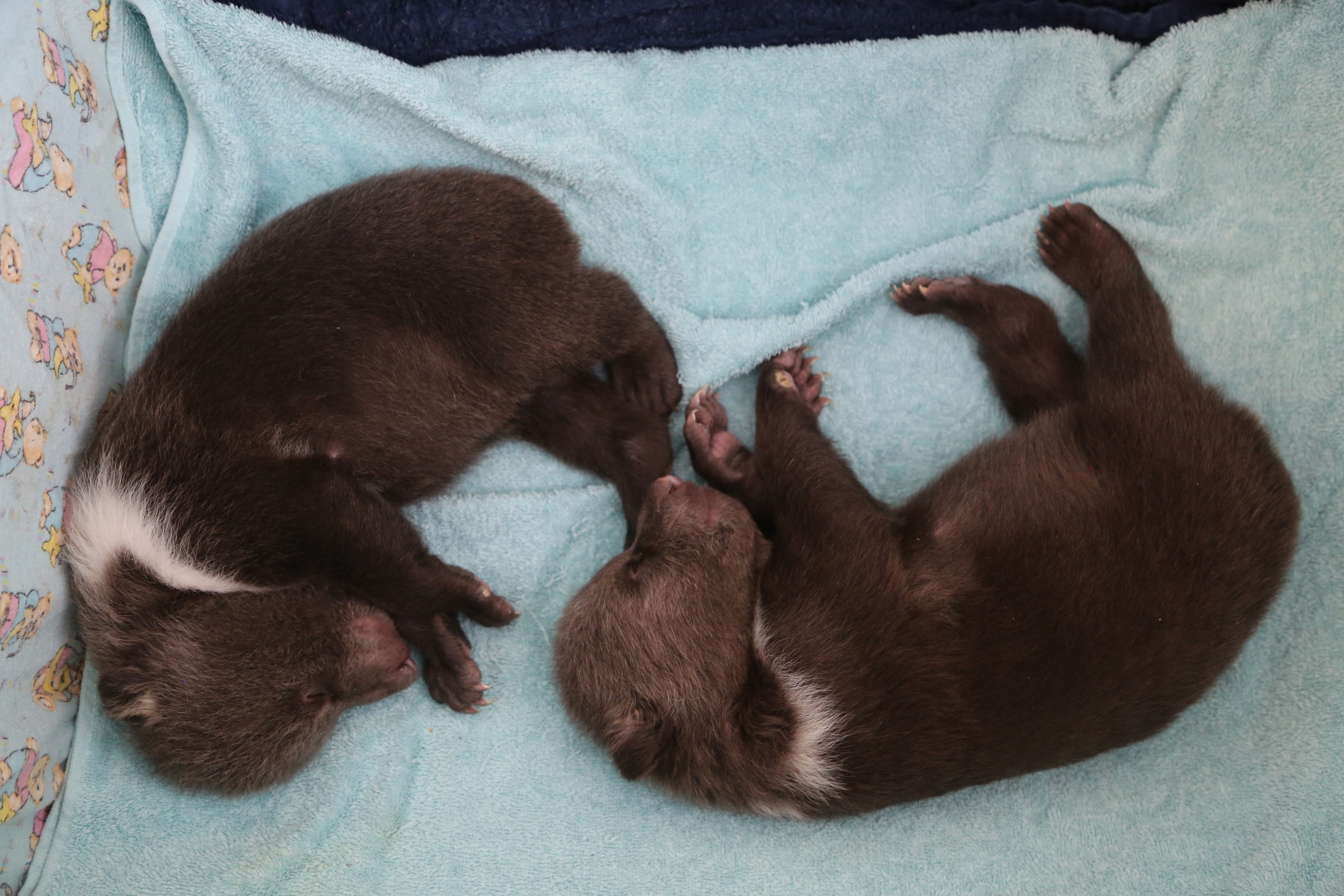 Чук и Гек устроили в Тверской области фотосессию с открытыми глазами