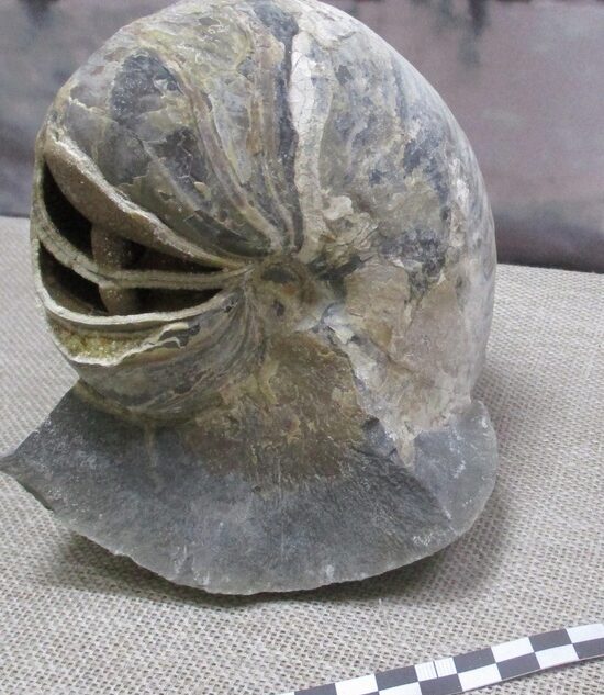 Андреапольскому краеведческому музею подарили большого окаменелого моллюска