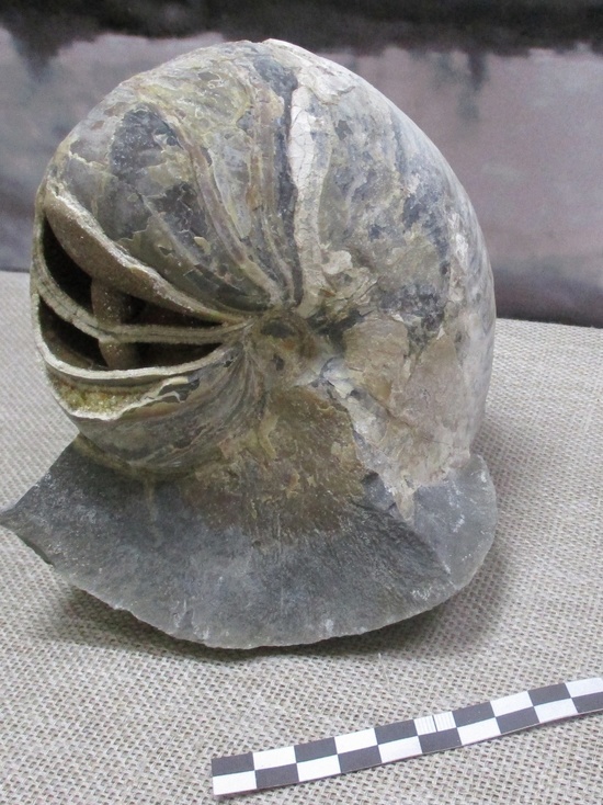 Андреапольскому краеведческому музею подарили большого окаменелого моллюска