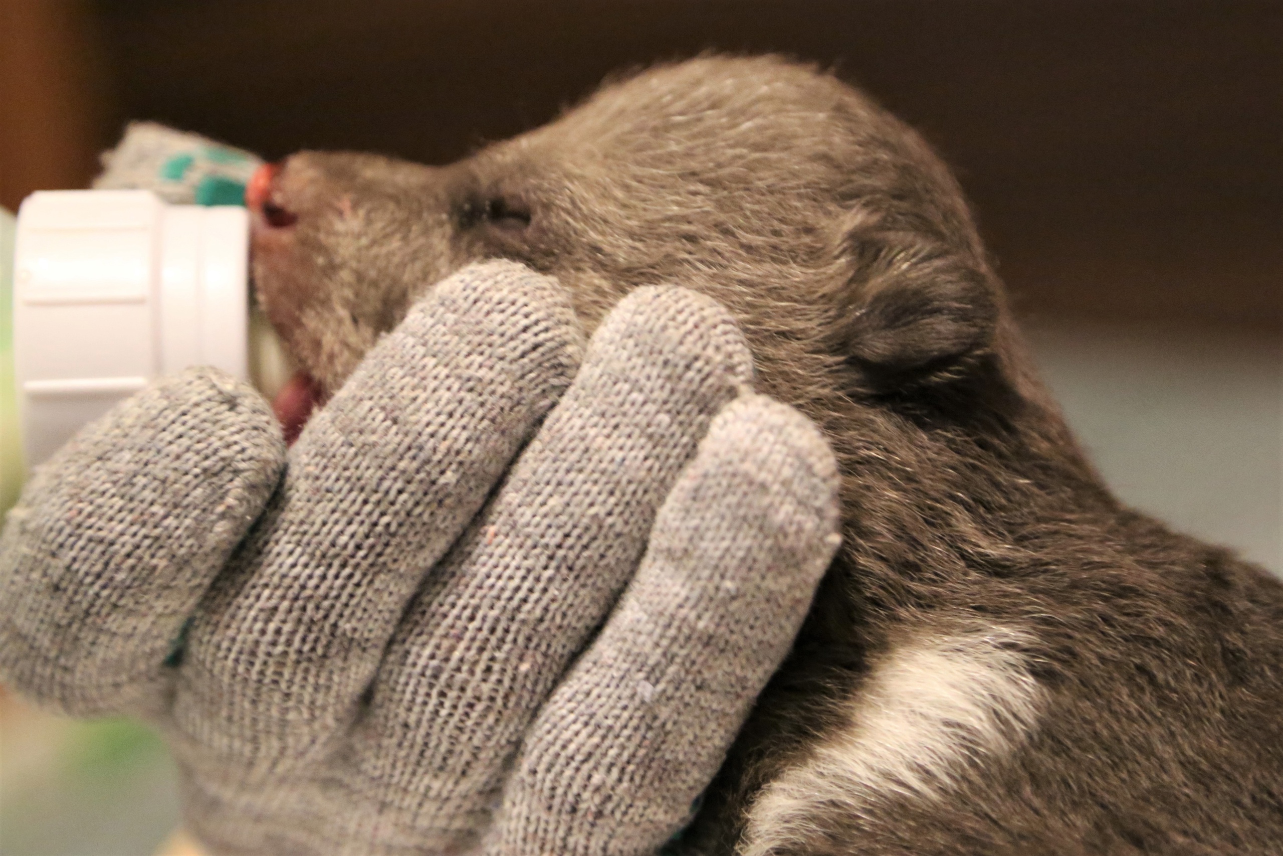 Биологи в Тверской области борются за жизнь двух медвежат-сирот   