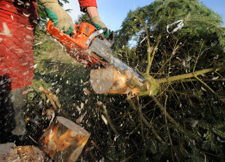 Житель Твери незаконно нарубил ёлок на 9 миллионов рублей