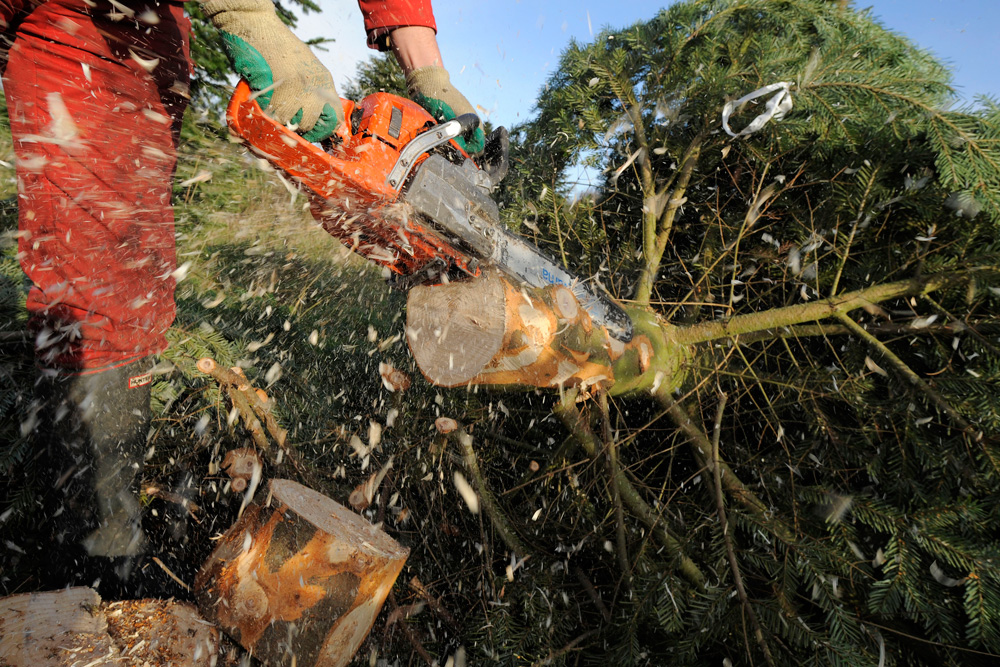 Житель Твери незаконно нарубил ёлок на 9 миллионов рублей
