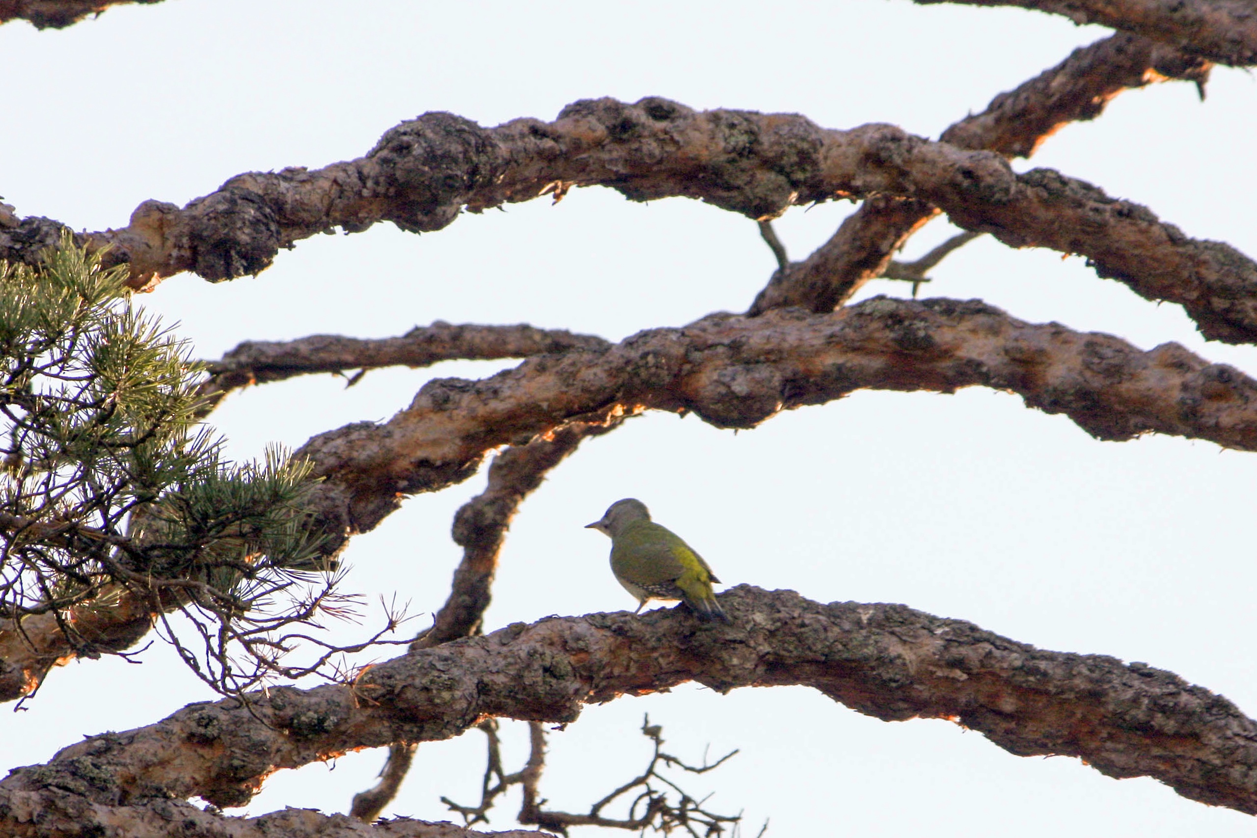 Жители Твери продолжают «охотиться» на редких седых птиц  