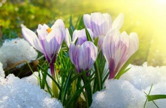 Синоптики рассказали, наступит ли весна в Тверской области раньше срока Синоптики рассказали, наступит ли весна в Тверской области раньше срока