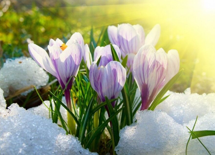 Синоптики рассказали, наступит ли весна в Тверской области раньше срока