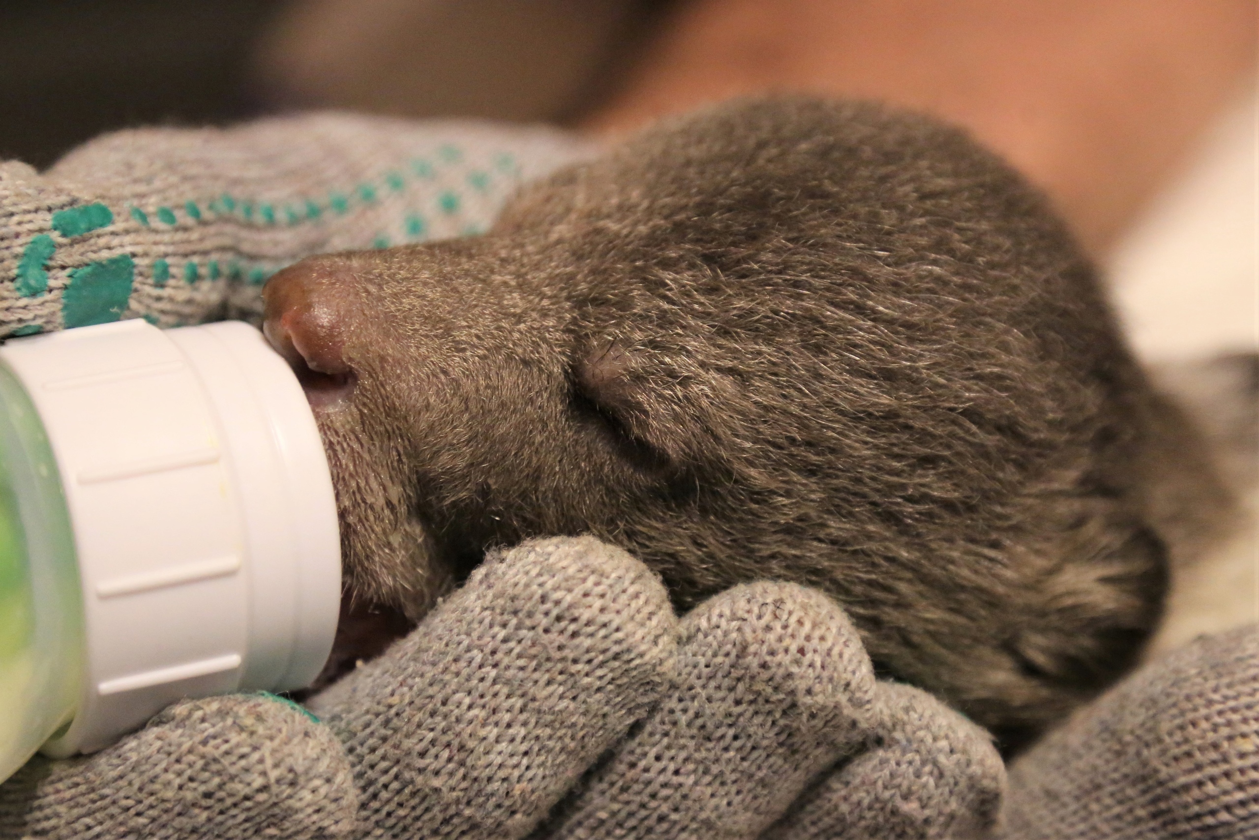 Биологи в Тверской области борются за жизнь двух медвежат-сирот   