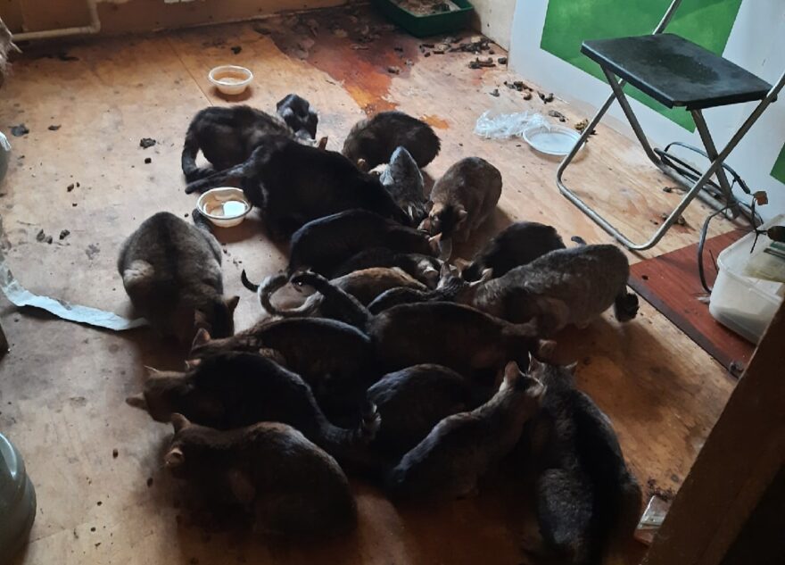 Под Тверью после смерти хозяина в доме остались 22 кошки