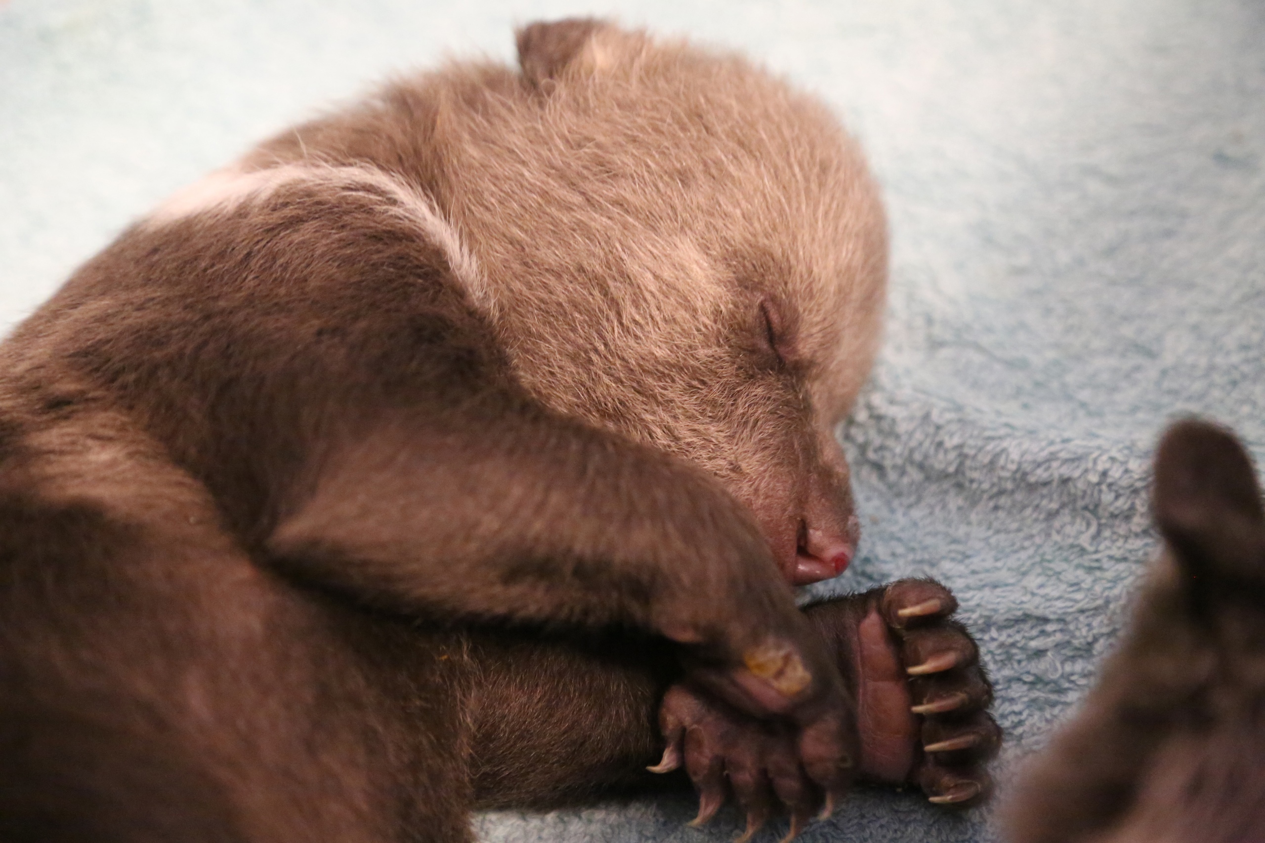 Стало известно, как назвали медвежат, которых спасают в Тверской области