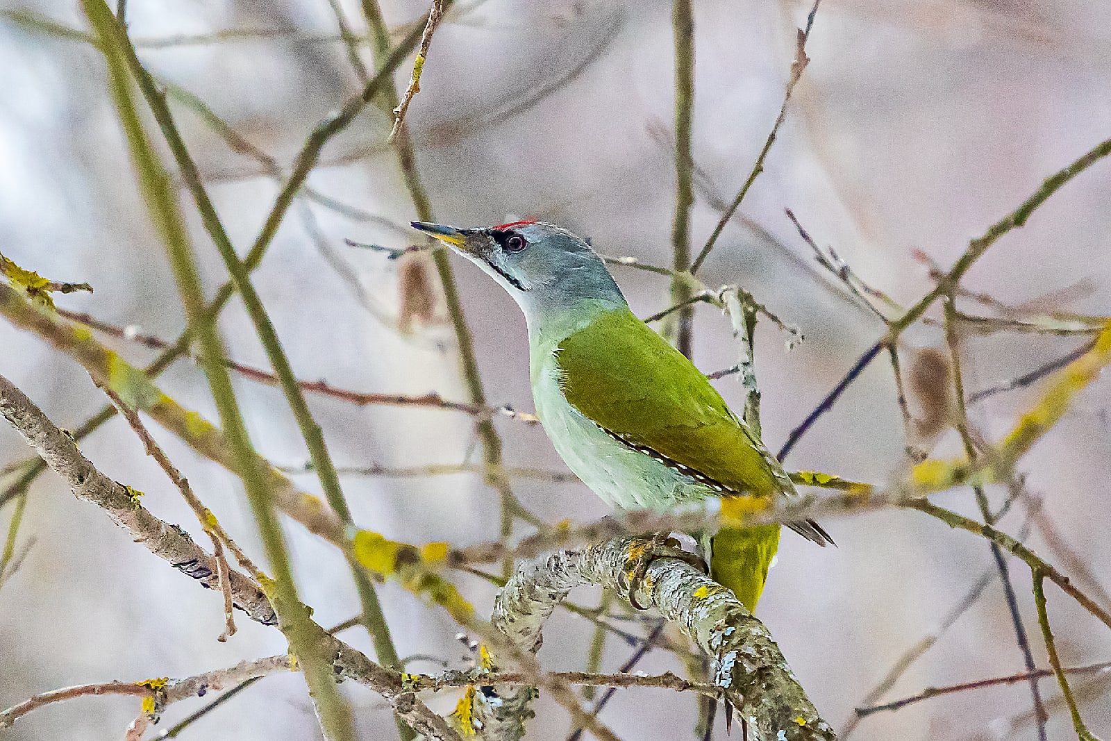 Жители Твери продолжают «охотиться» на редких седых птиц  