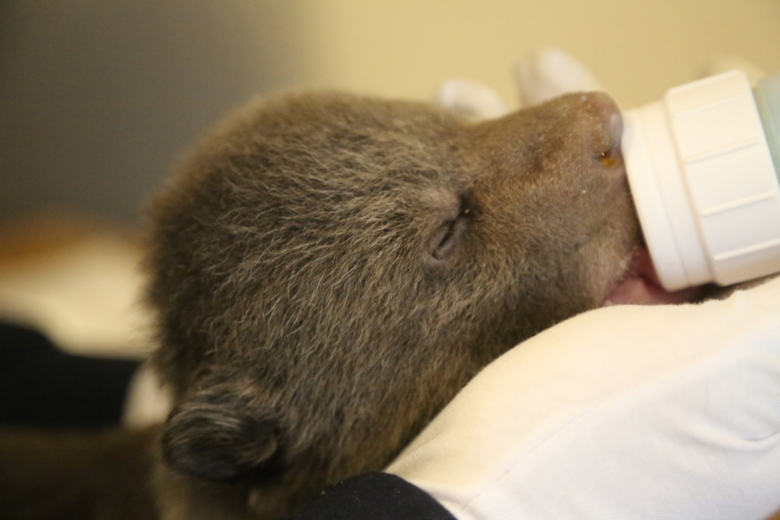 Стало известно, как назвали медвежат, которых спасают в Тверской области