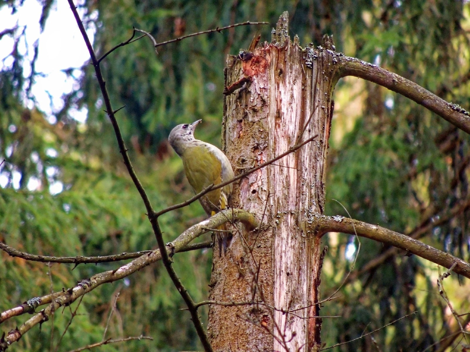Жители Твери продолжают «охотиться» на редких седых птиц  