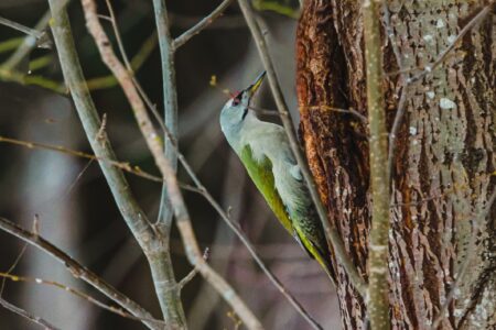 Жители Твери продолжают «охотиться» на редких седых птиц  