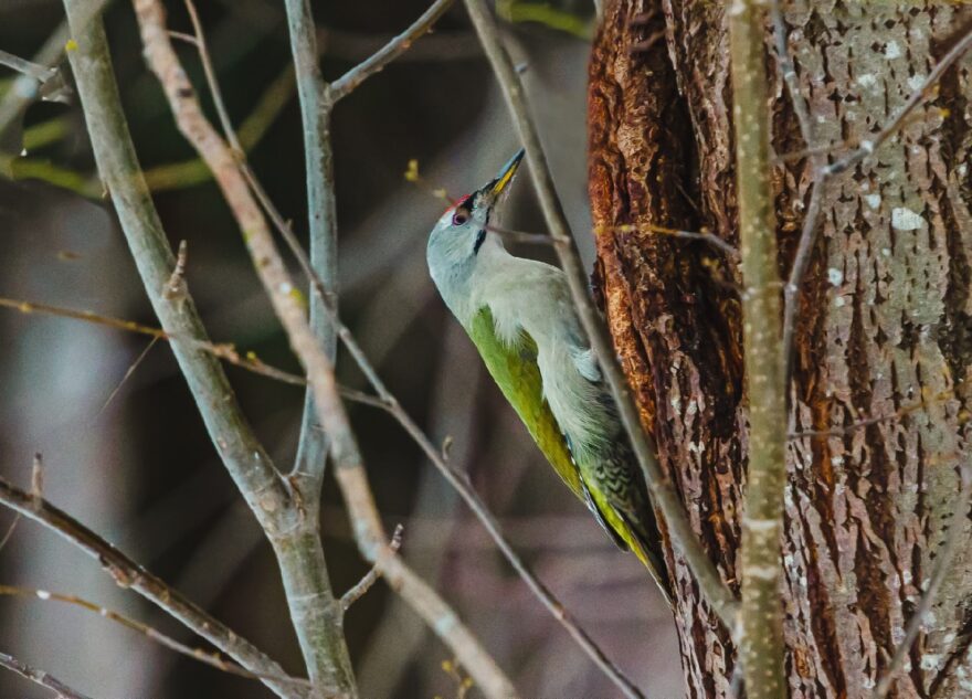 Жители Твери продолжают «охотиться» на редких седых птиц  