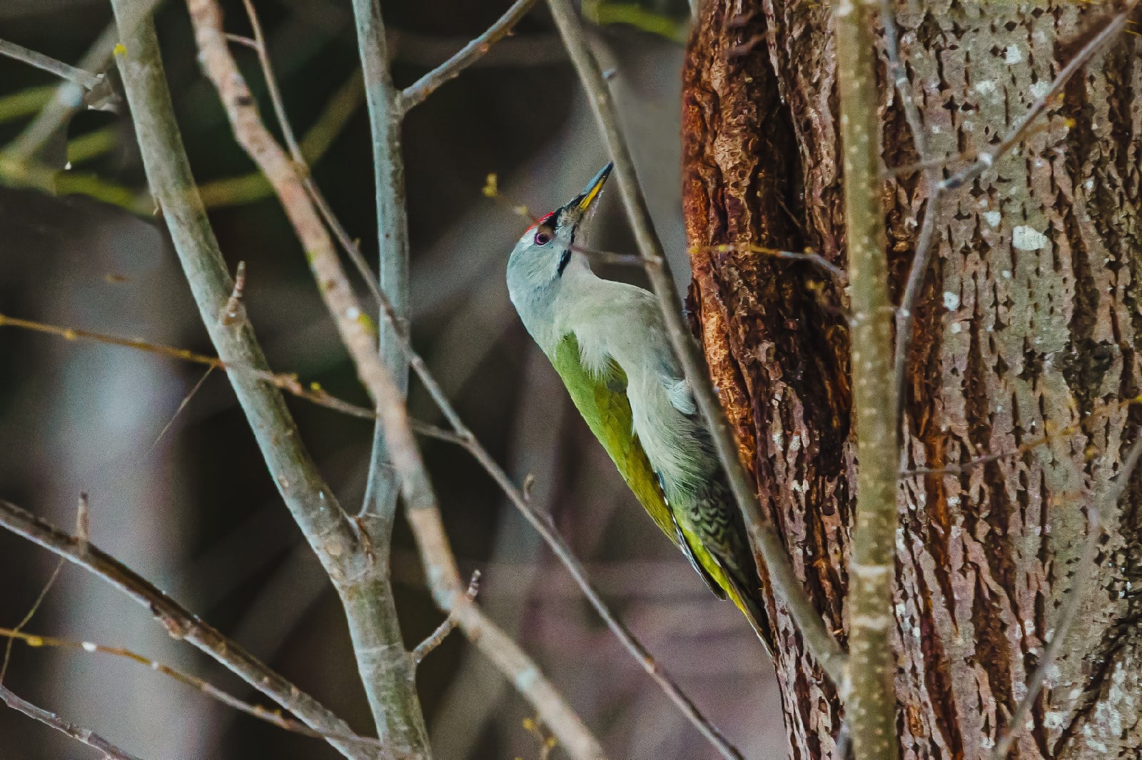 Жители Твери продолжают «охотиться» на редких седых птиц  