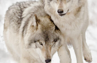 В Тверской области отстреливают волков В Тверской области отстреливают волков