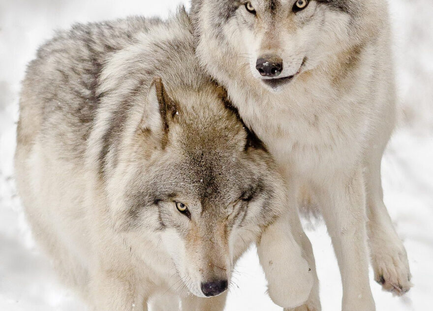 В Тверской области отстреливают волков