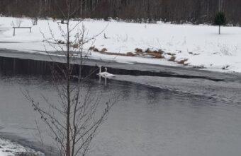 Пара лебедей остановилась на отдых в Тверской области Пара лебедей остановилась на отдых в Тверской области