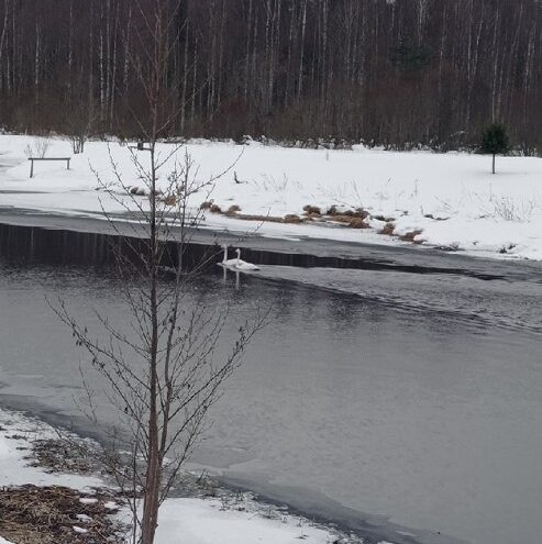 Пара лебедей остановилась на отдых в Тверской области